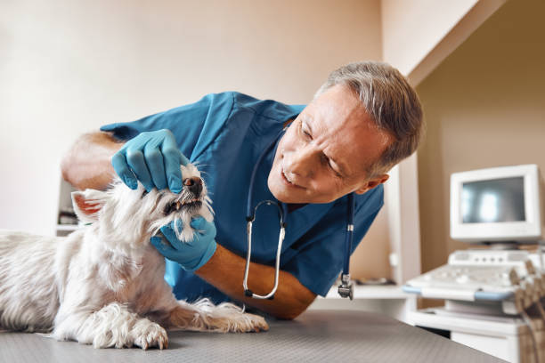 Best Emergency Dental Care for Broken or Chipped Teeth in Brightwood, VA